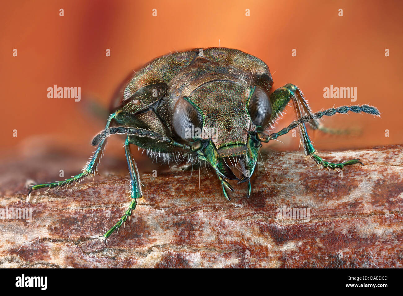 lesser wetland ground beetles (Elaphrus riparius), sitting on a branch, Germany, Thuringia Stock Photo