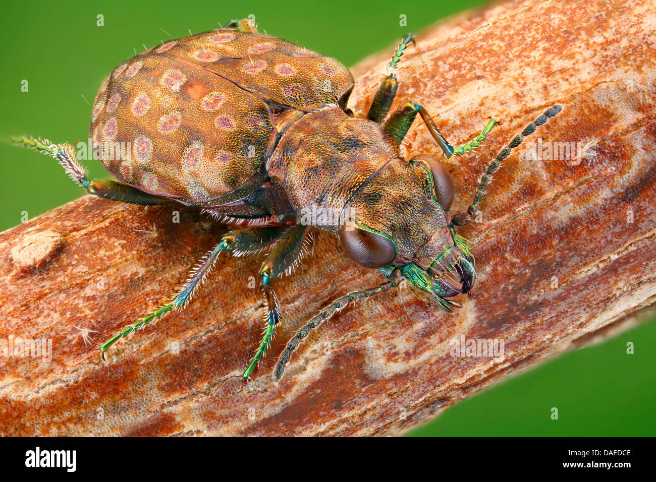 lesser wetland ground beetles (Elaphrus riparius), sitting on a branch, Germany, Thueringen Stock Photo