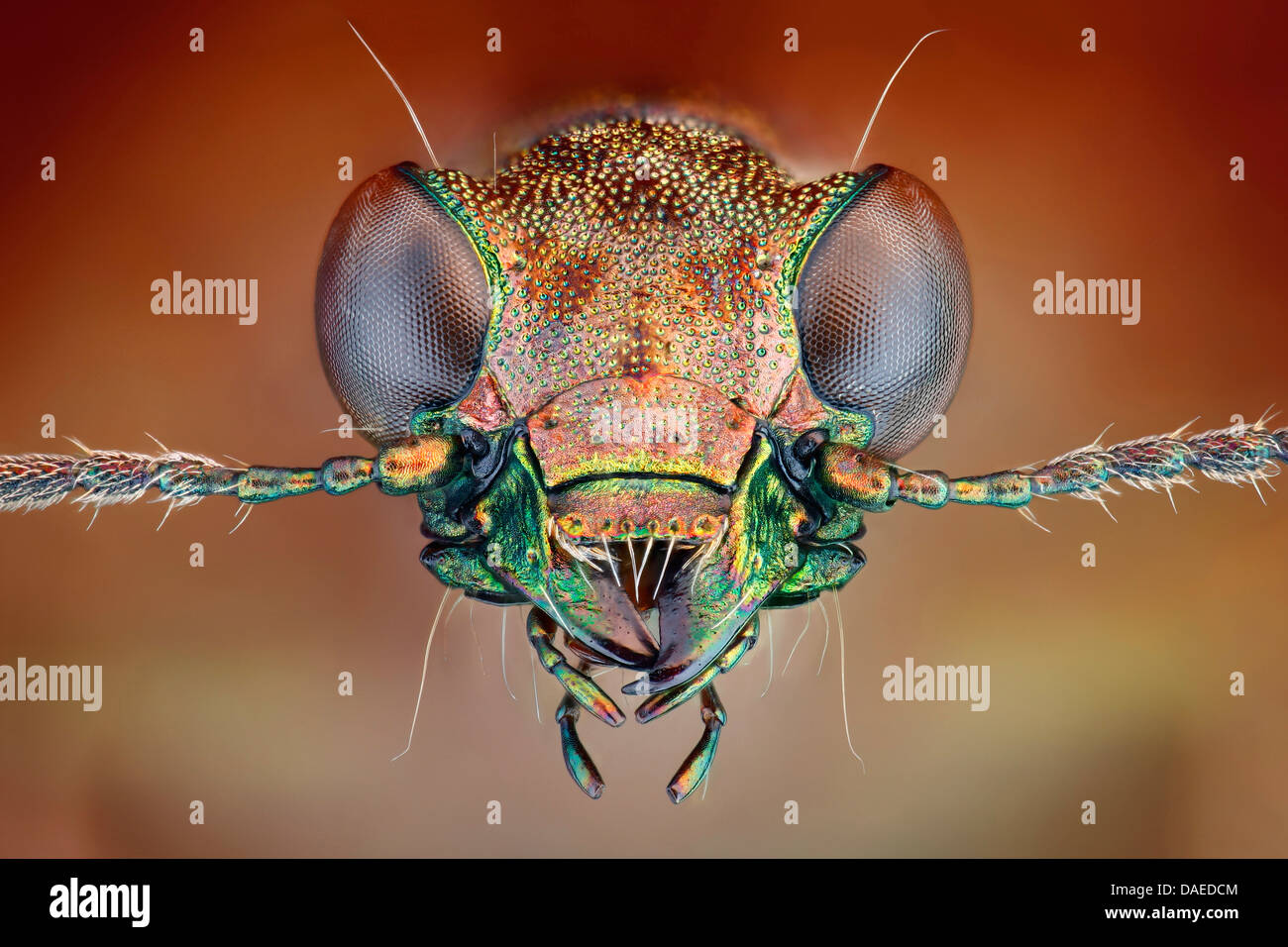 lesser wetland ground beetles (Elaphrus riparius), portrait, Germany, Thueringen Stock Photo