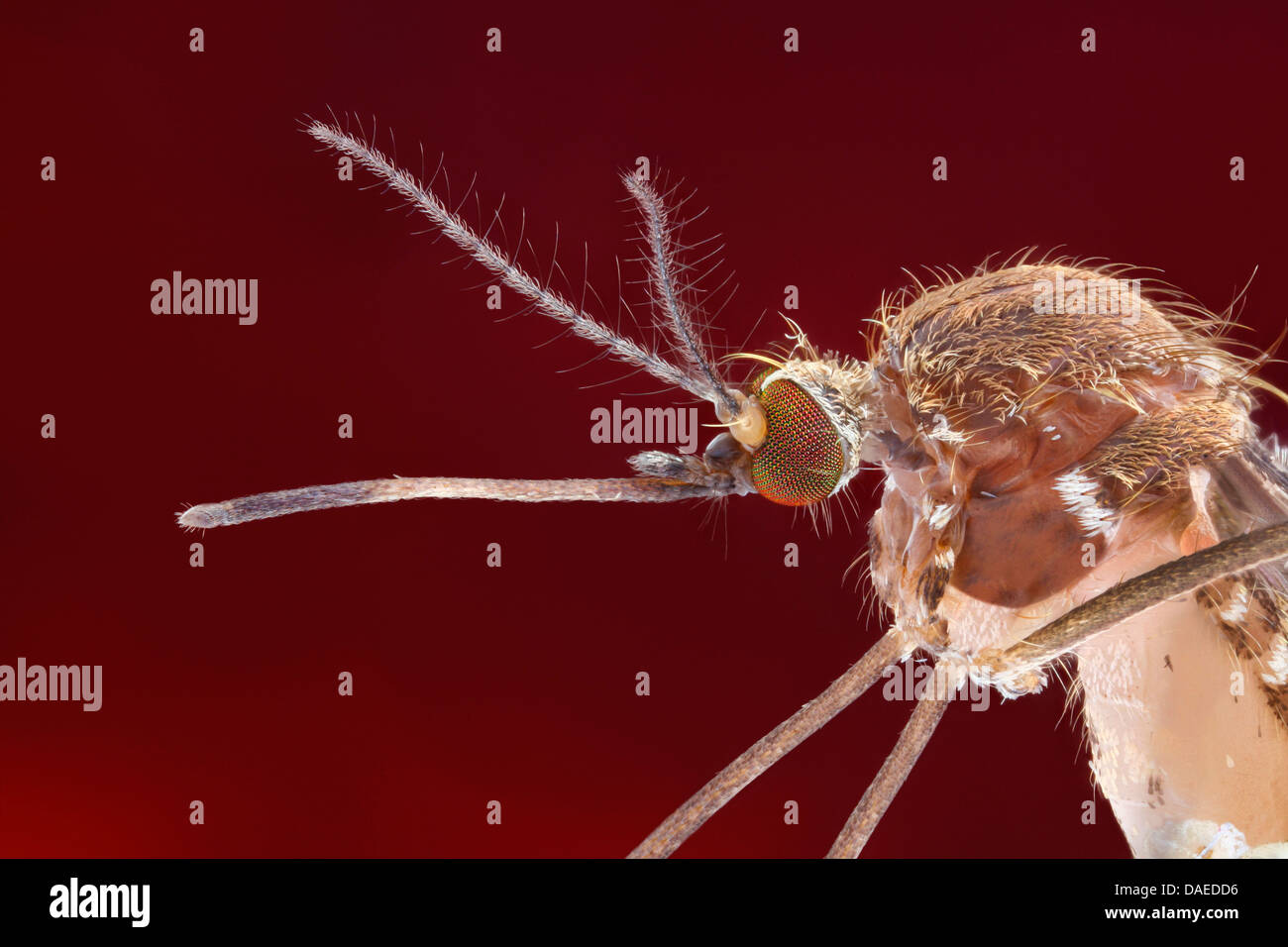 house mosquito, northern common house mosquito, common gnat, house gnat (Culex pipiens), lateral view of the head with proboscis, Germany Stock Photo