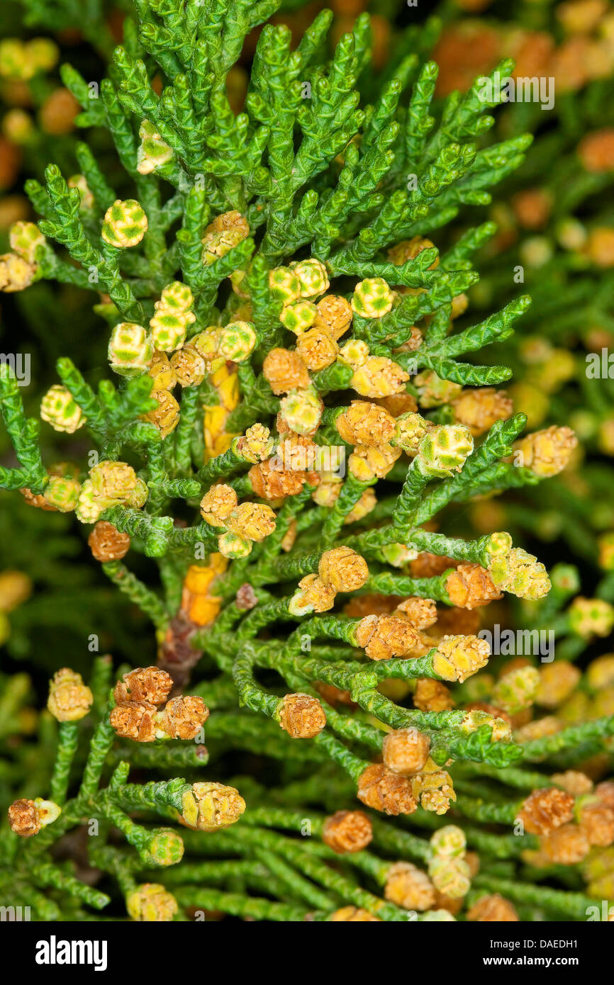 Italian cypress (Cupressus sempervirens), branch with male flowers Stock Photo