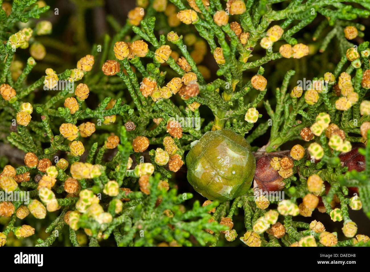 Italian cypress (Cupressus sempervirens), branch with male flowers and cone Stock Photo
