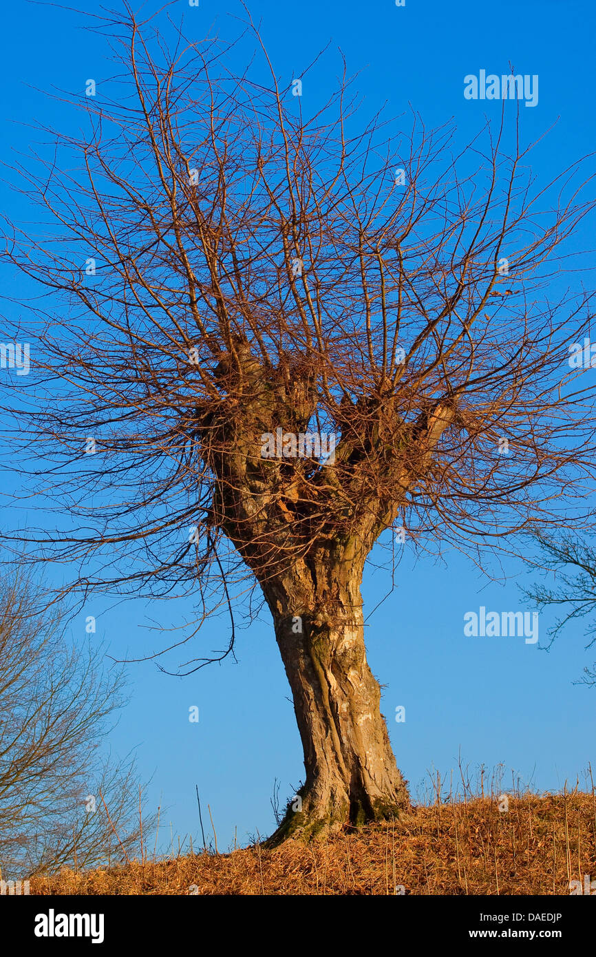common hornbeam, European hornbeam (Carpinus betulus), pollarded tree, Germany Stock Photo