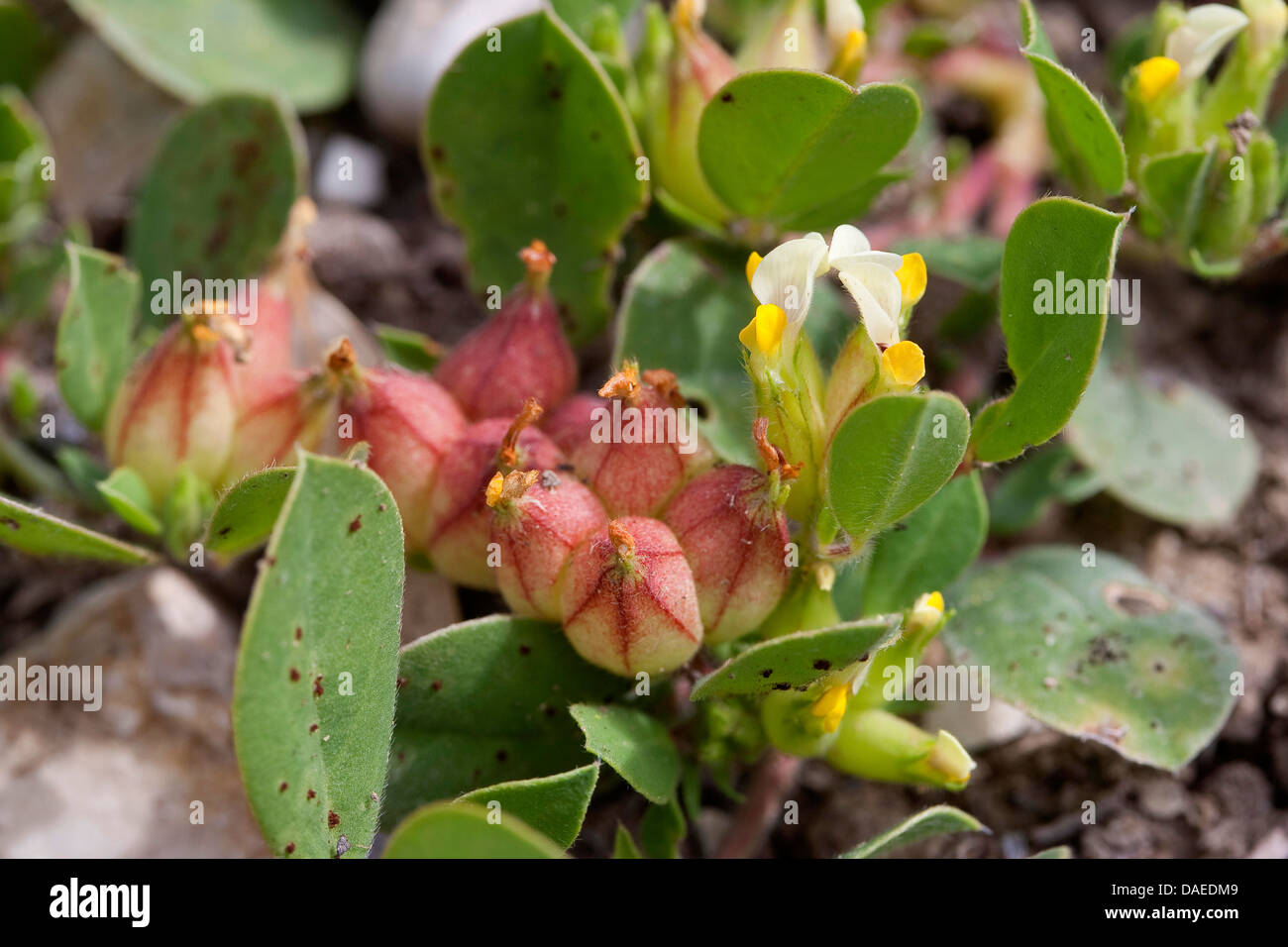 Bladder Vetch (Tripodium tetraphyllum, Tripodiom tetraphyllum, Anthyllis tetraphylla, Physanthyllis tetraphylla), blooming, Italy Stock Photo