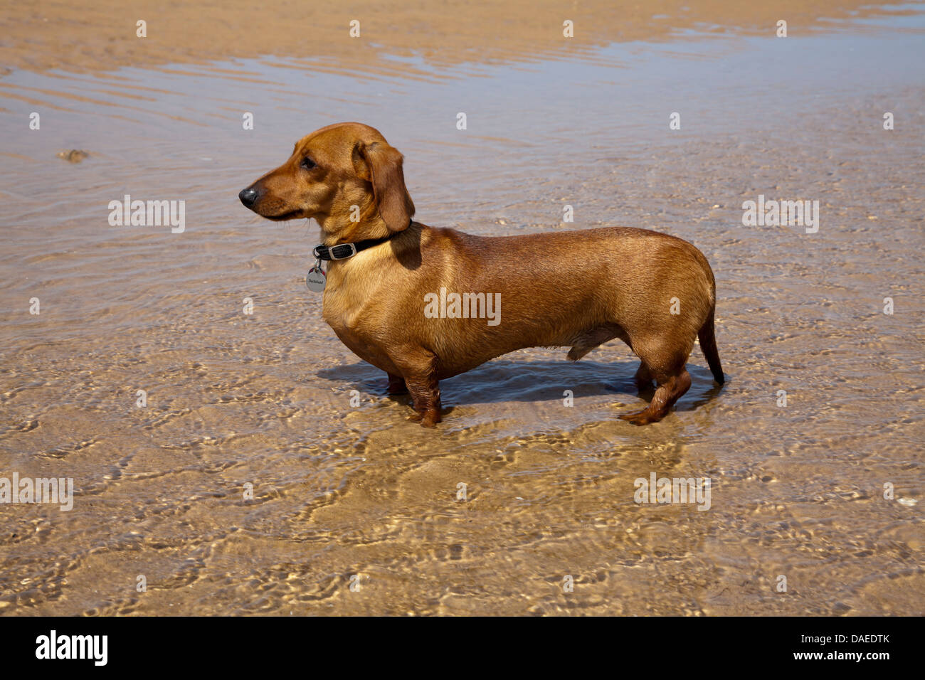 Shaded Red Smooth Miniature Dachshund in the sea Stock Photo