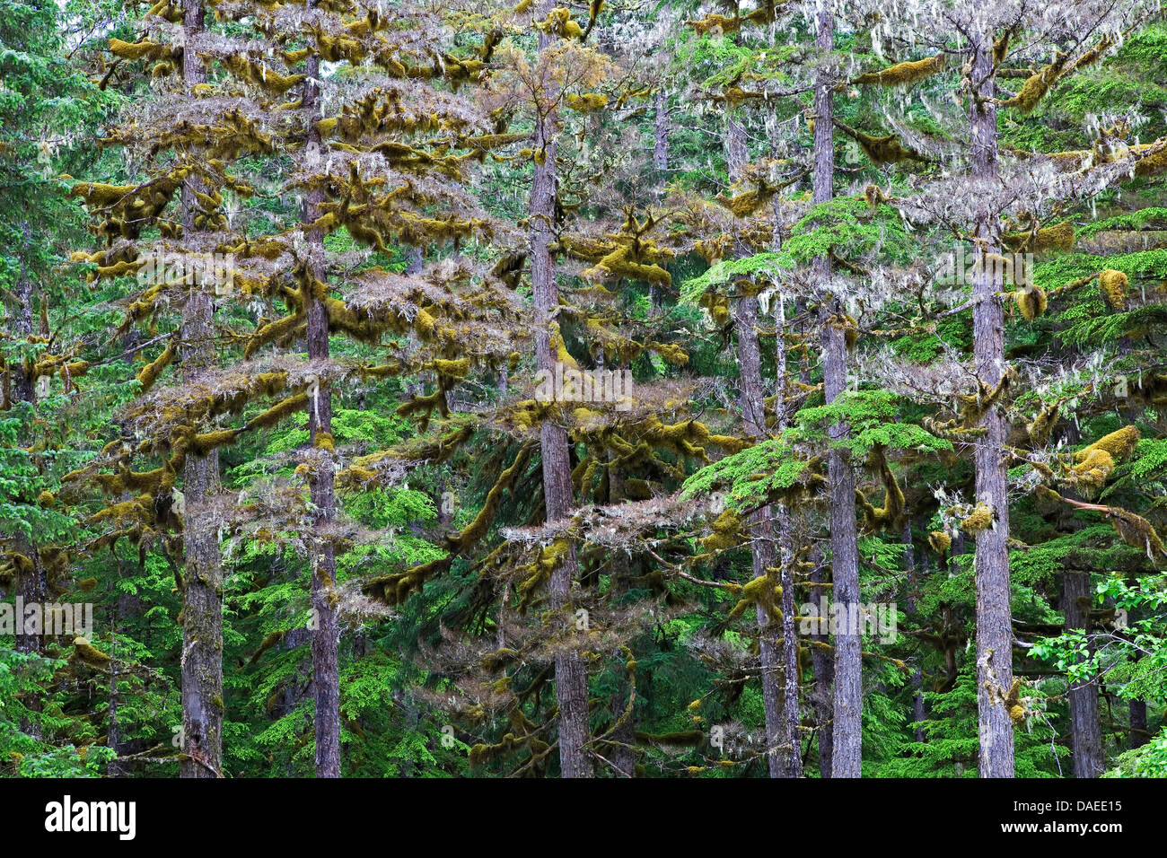 western hemlock (Tsuga heterophylla), covered with mosses, USA, Alaska, Douglas Island Stock Photo