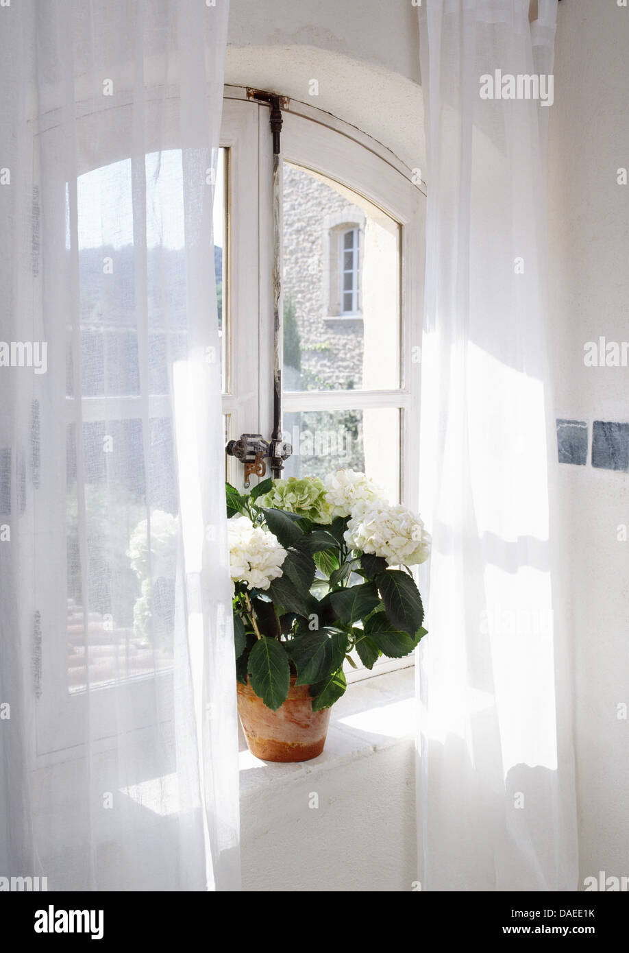 White Voile Curtains On Window With Hydrangea In Terracotta Pot On