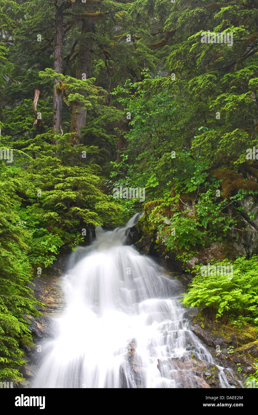 Mountain hemlock (Tsuga mertensiana), Waterfall in mountain forest , USA, Alaska, Tongass National Forest, Misty Fjords National Monument Stock Photo