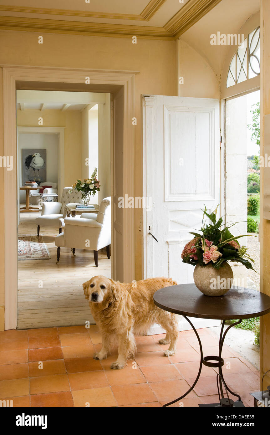 Golden Retriever dog standing in traditional hallway Stock Photo Alamy
