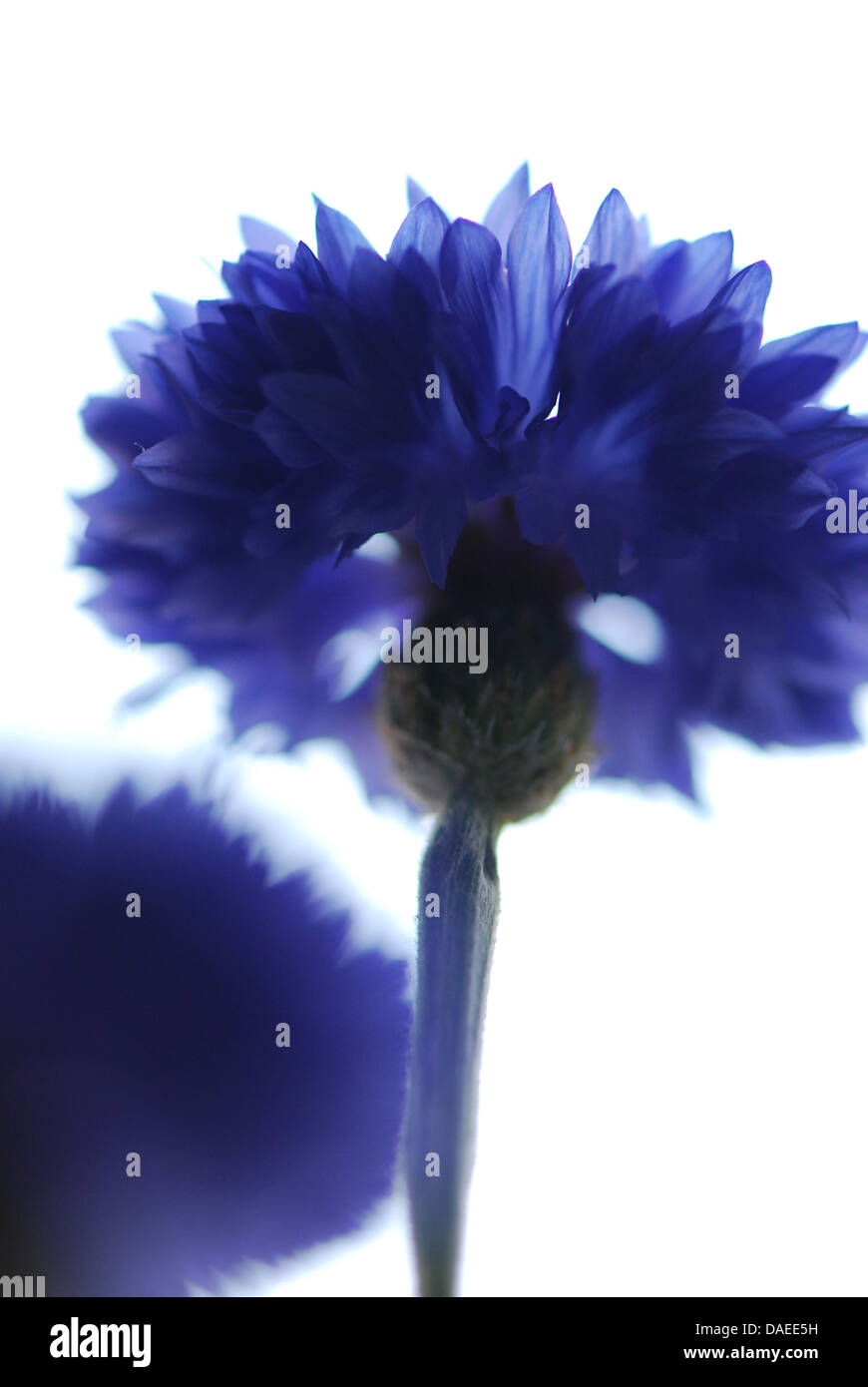 Closeup of Blue Cornflower showing petals Stock Photo