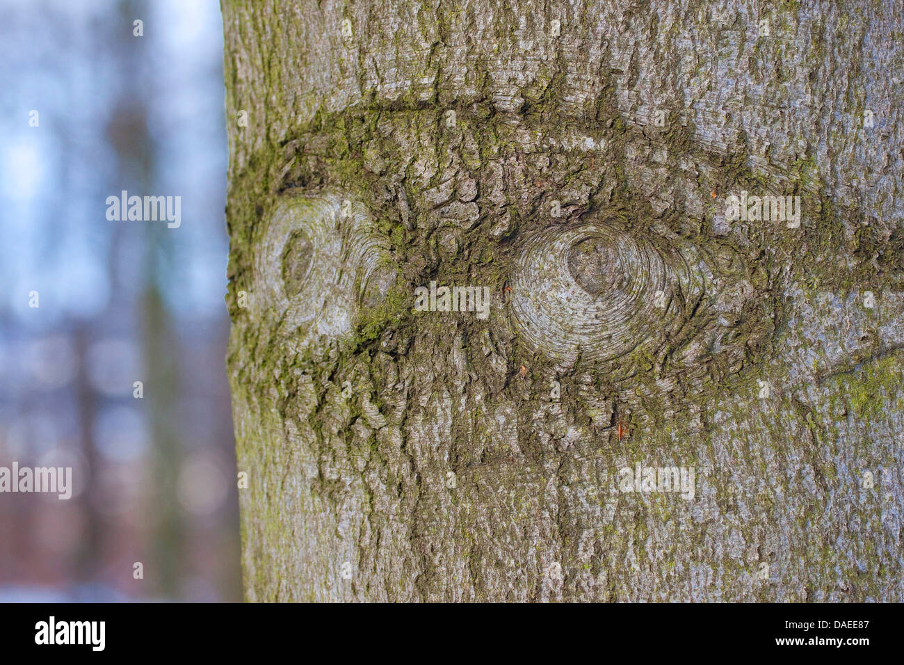 eyes on a tree trunk, Germany Stock Photo