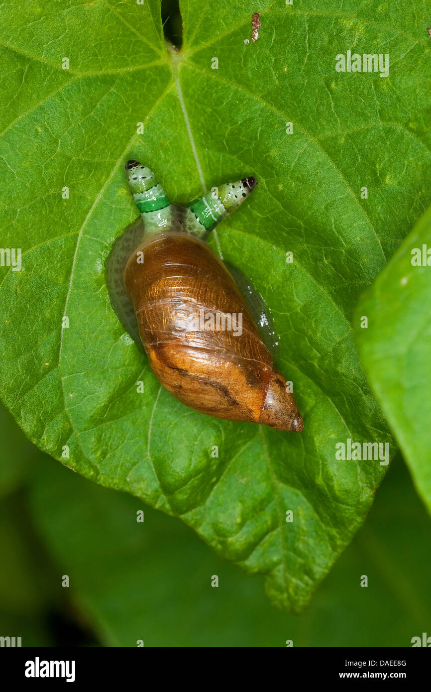 rotten amber snail, large amber snail, European ambersnail (Succinea putris), with swollen tentacles, which contains the green-banded broodsac, Leucochloridium paradoxum, Germany Stock Photo