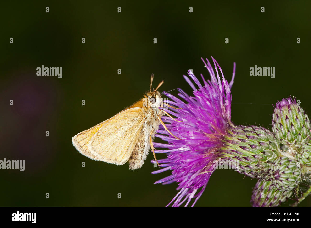 small skipper (Thymelicus sylvestris, Thymelicus flavus), on a thistle, Germany Stock Photo