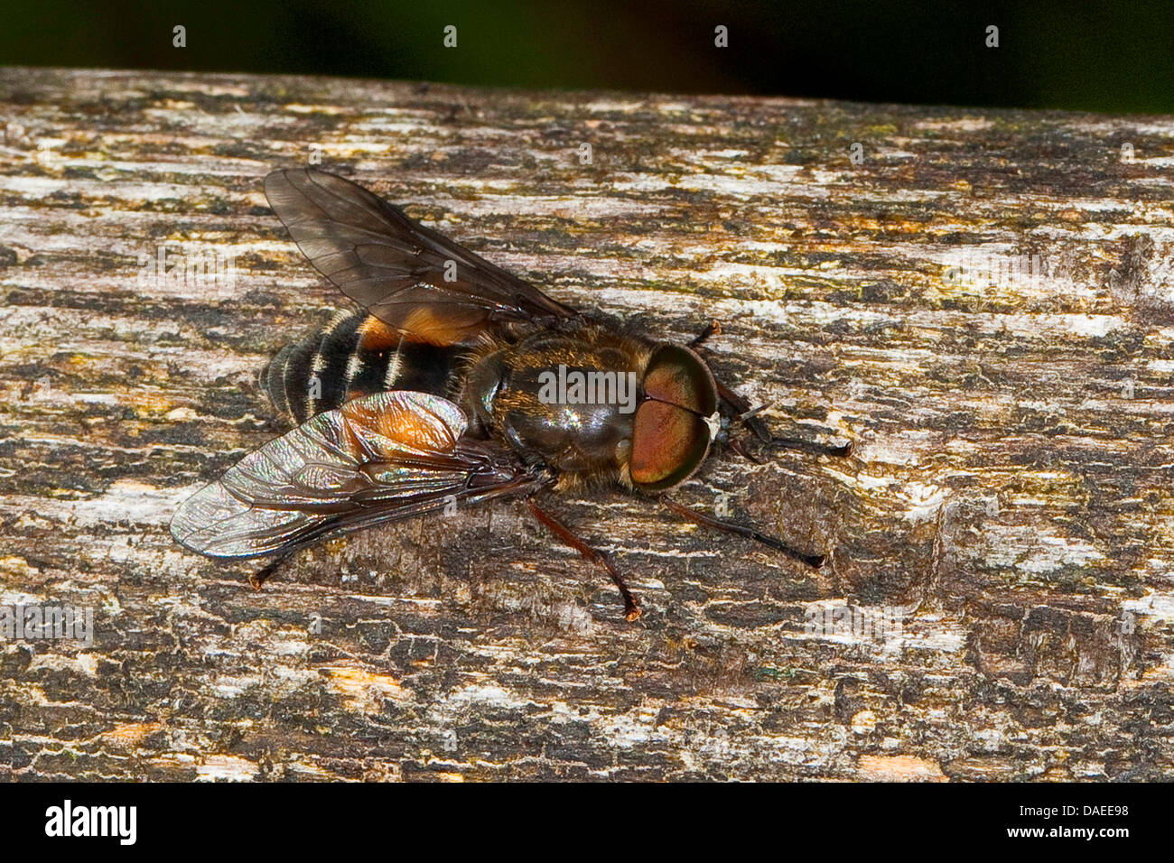 Horsefly, Horse-fly (Hybomitra bimaculata), male, Germany Stock Photo