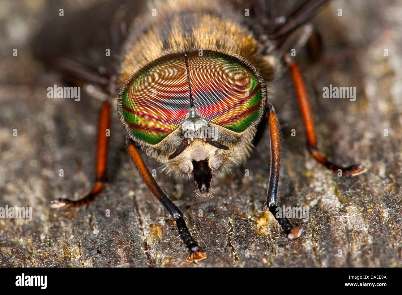 Horsefly, Horse-fly (Hybomitra bimaculata), male, portait, Germany Stock Photo
