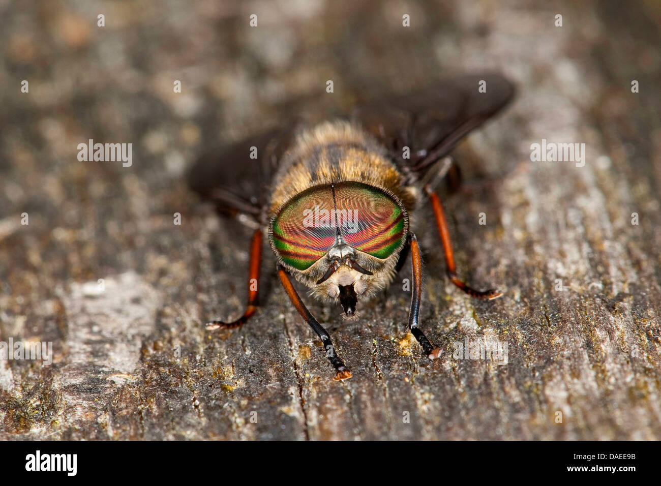 Horsefly, Horse-fly (Hybomitra bimaculata), male, portait, Germany Stock Photo
