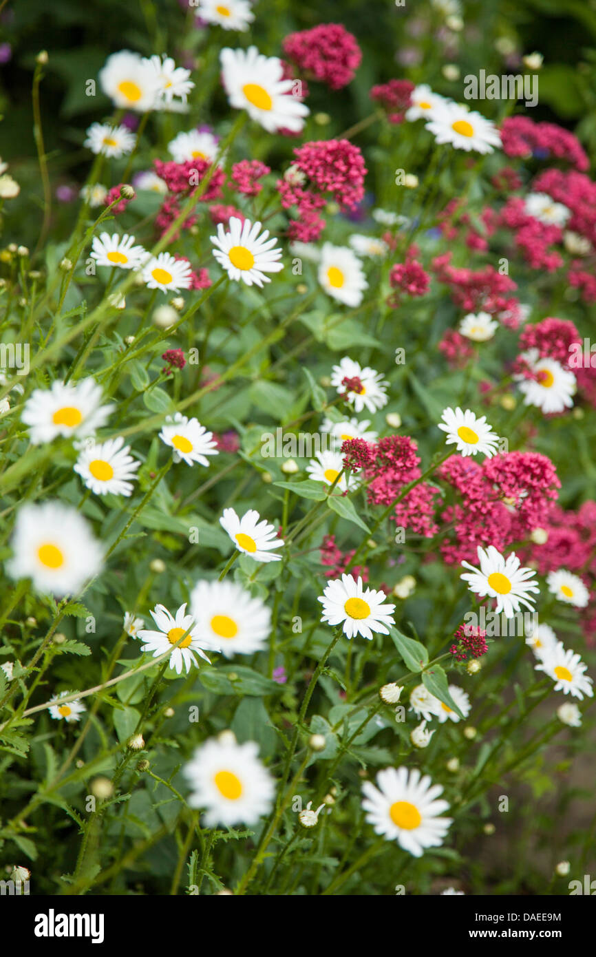 Oxeye Daisies and Red Valerian in summer boarder, England, UK Stock Photo