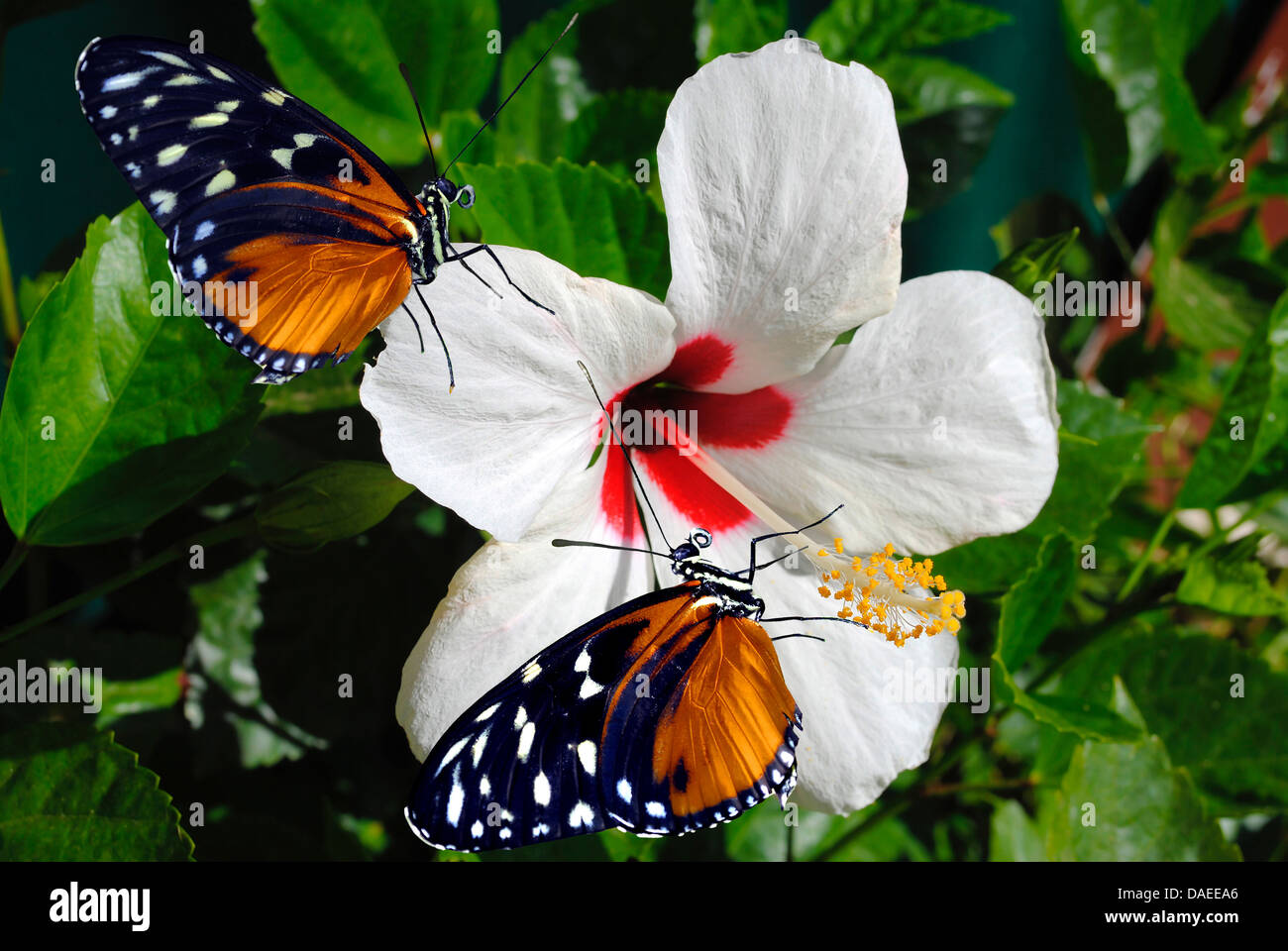 Hibiscus flower with two Heliconius hecate butterflies Stock Photo Alamy