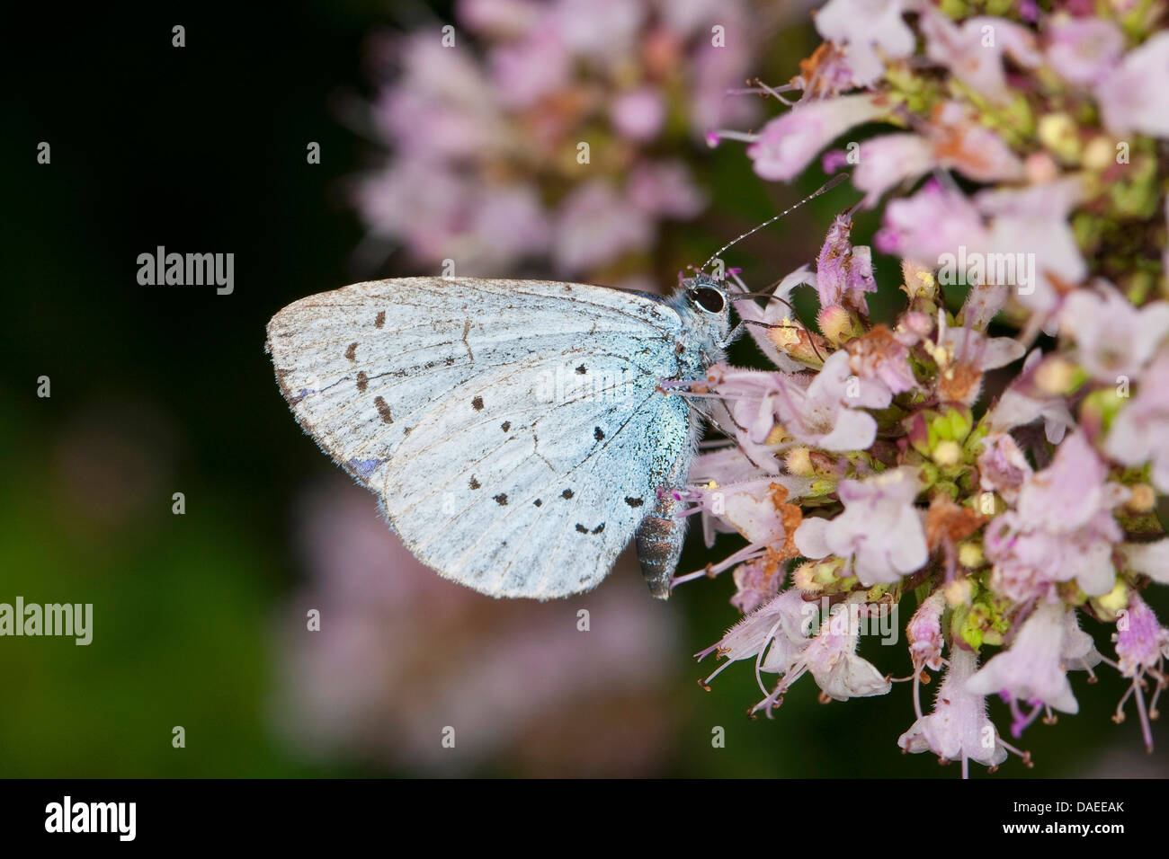 Holly Blue, Holly-Blue (Celastrina argiolus, Celestrina argiolus, Cyaniris argiolus, Lycaena argiolus), on flowers, Germany Stock Photo