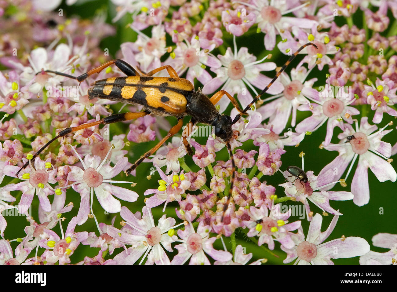 Spotted Longhorn, Yellow-black Longhorn Beetle (Strangalia maculata, Stenurella maculata, Leptura maculata, Rutpela maculata), sitting on umbellifer, Germany Stock Photo