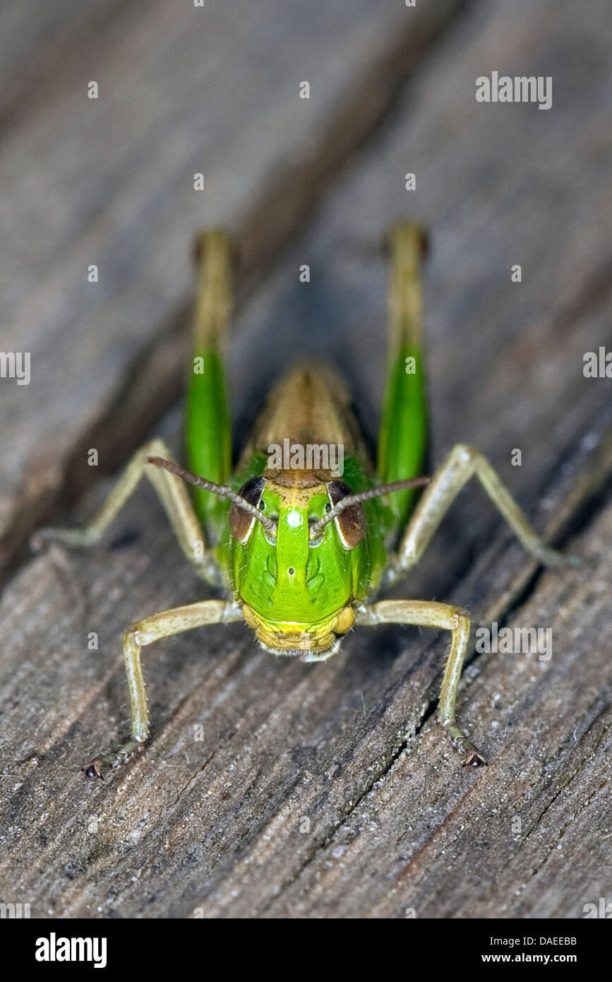 common meadow grasshopper (Chorthippus parallelus, Chorthippus longicornis), sitting on wood, Germany Stock Photo