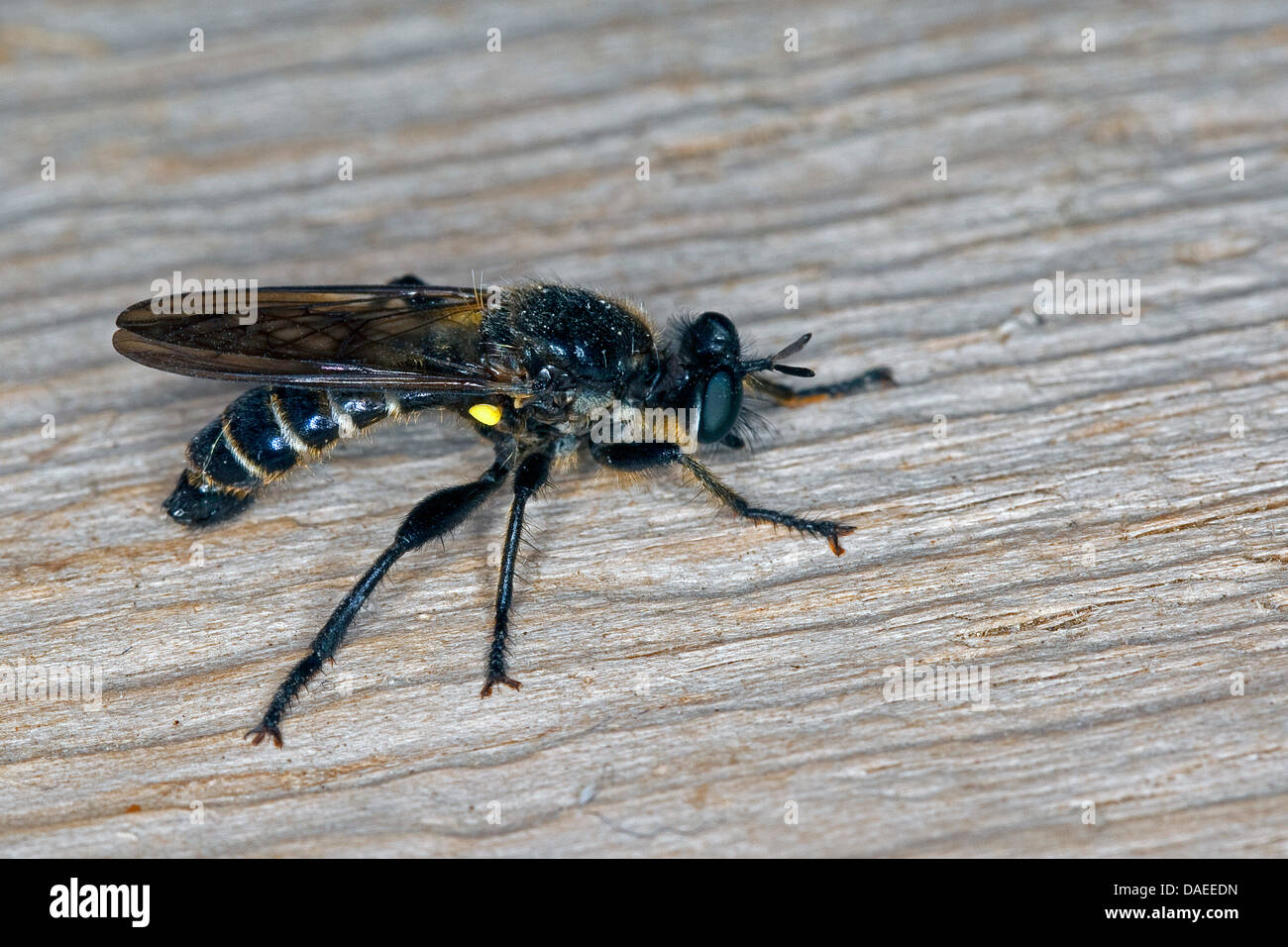Choerades marginata hi-res stock photography and images - Alamy