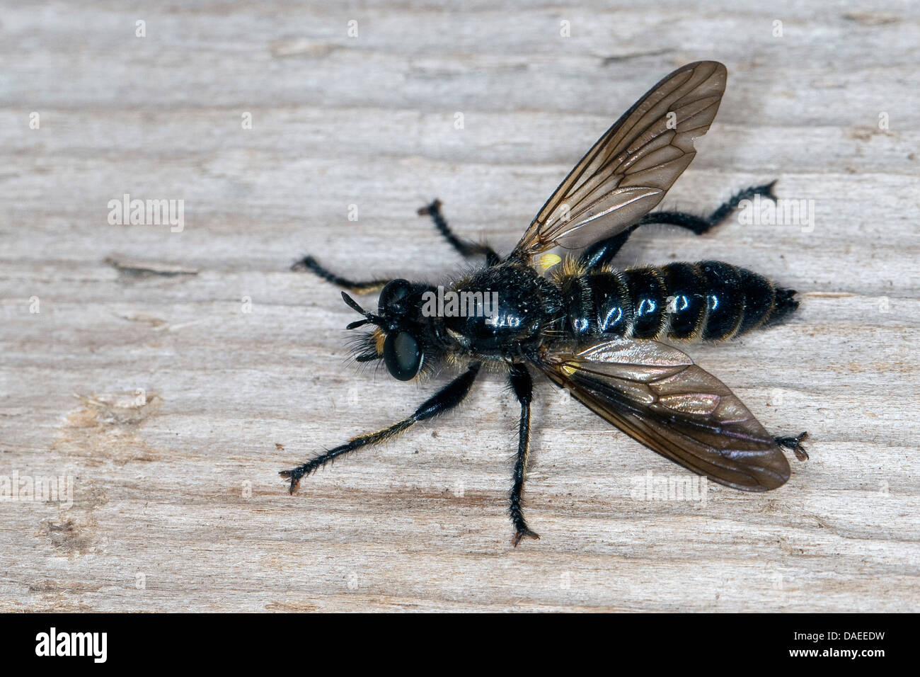 Choerades marginata hi-res stock photography and images - Alamy