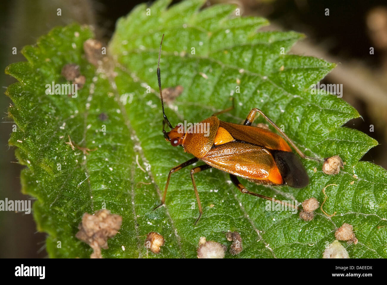 Capsid bugs (Deraeocoris ruber), on a leaf of stinging nettle, Germany Stock Photo