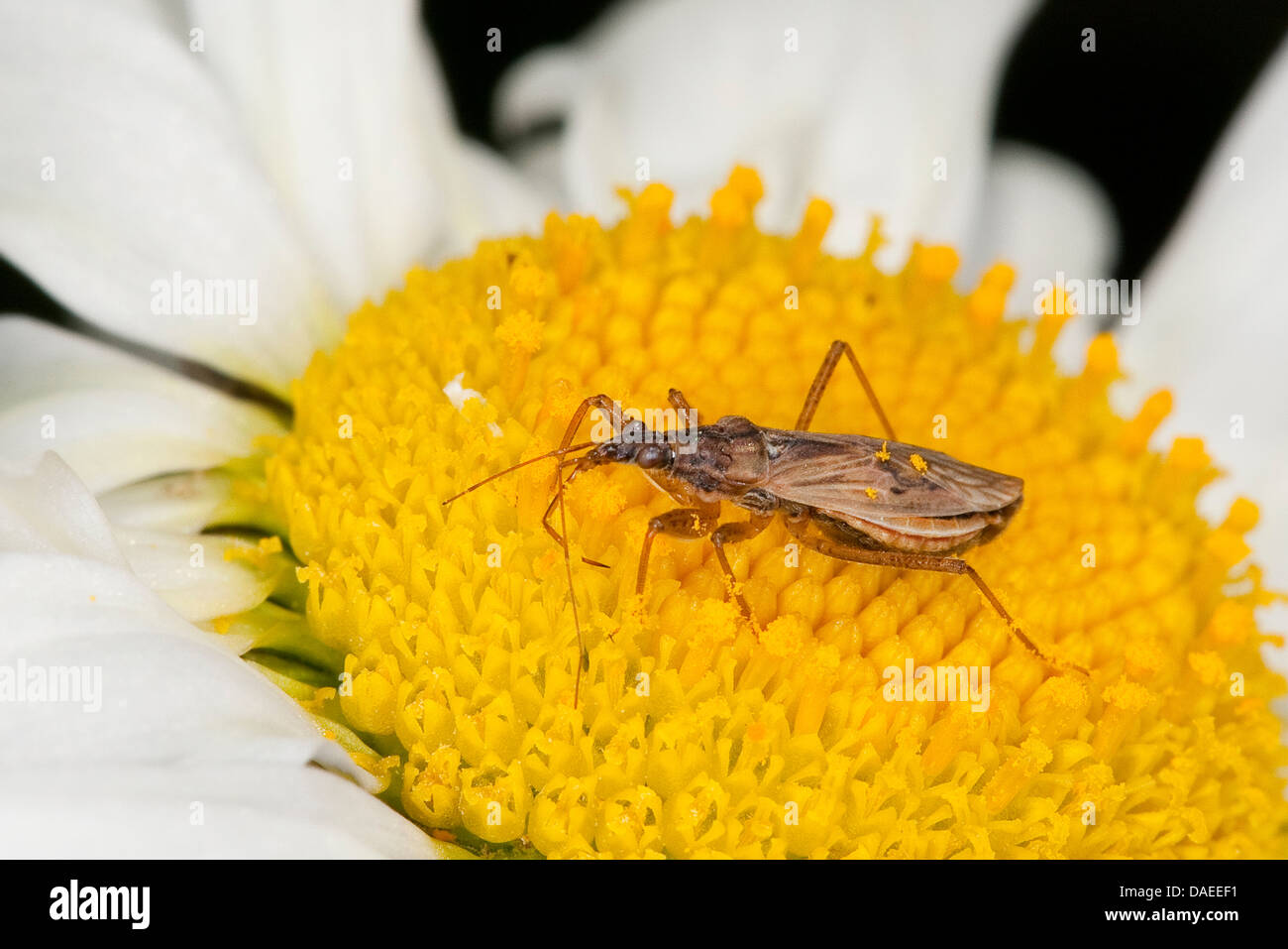 damsel bug (Nabis spec.), on a daisy, Germany Stock Photo