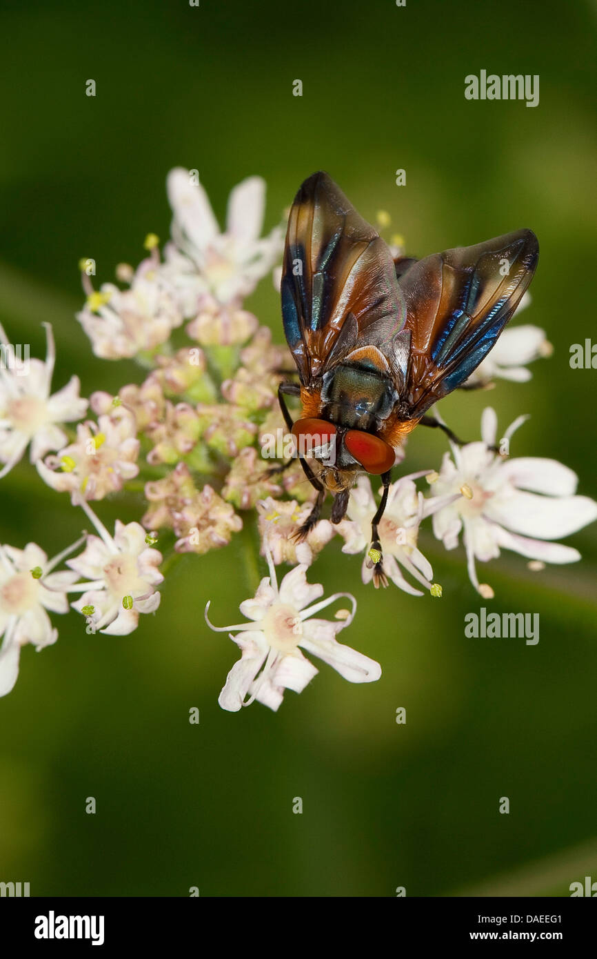Parasite fly (Phasia hemiptera, Alophora hemiptera), male sitting on an umbellifer, Germany Stock Photo