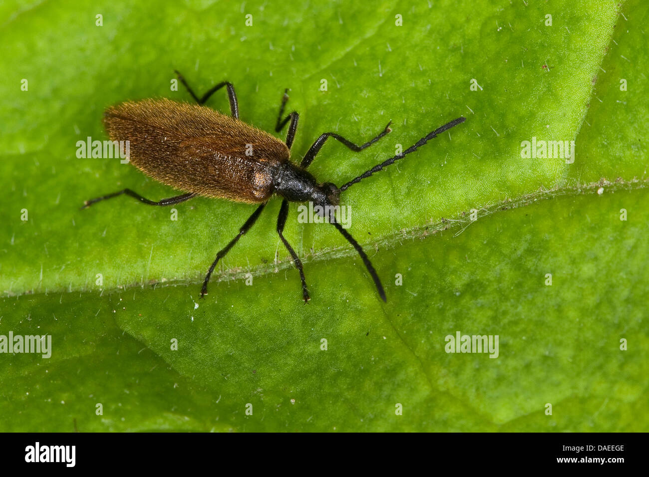 Darkling Beetle (Lagria hirta), sitting on a leaf, Germany Stock Photo
