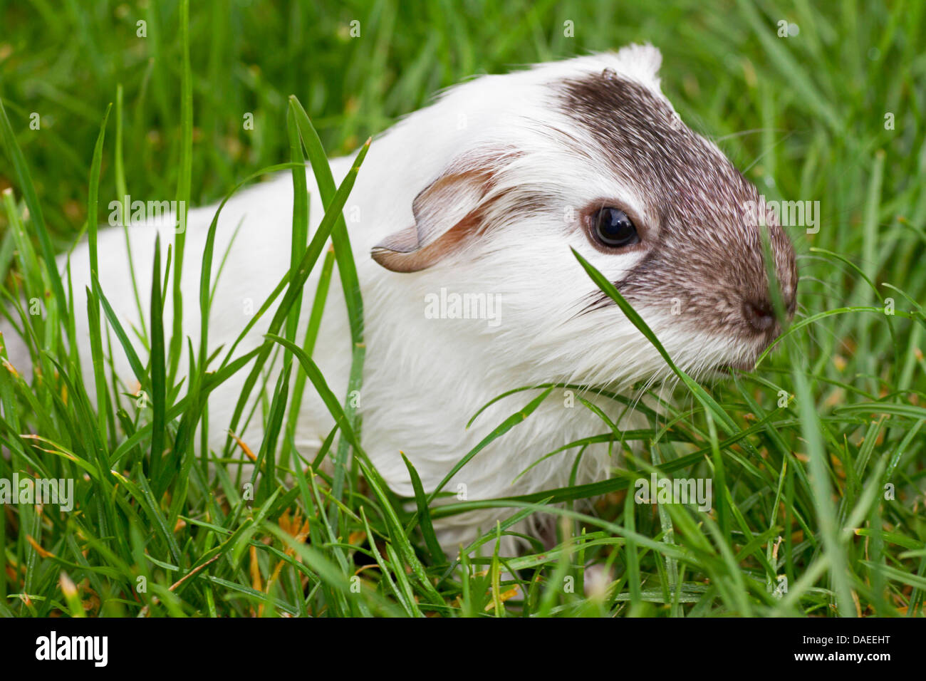 domestic Guinea pig (Cavia aperea f. porcellus), smooth sitting in the grass Stock Photo