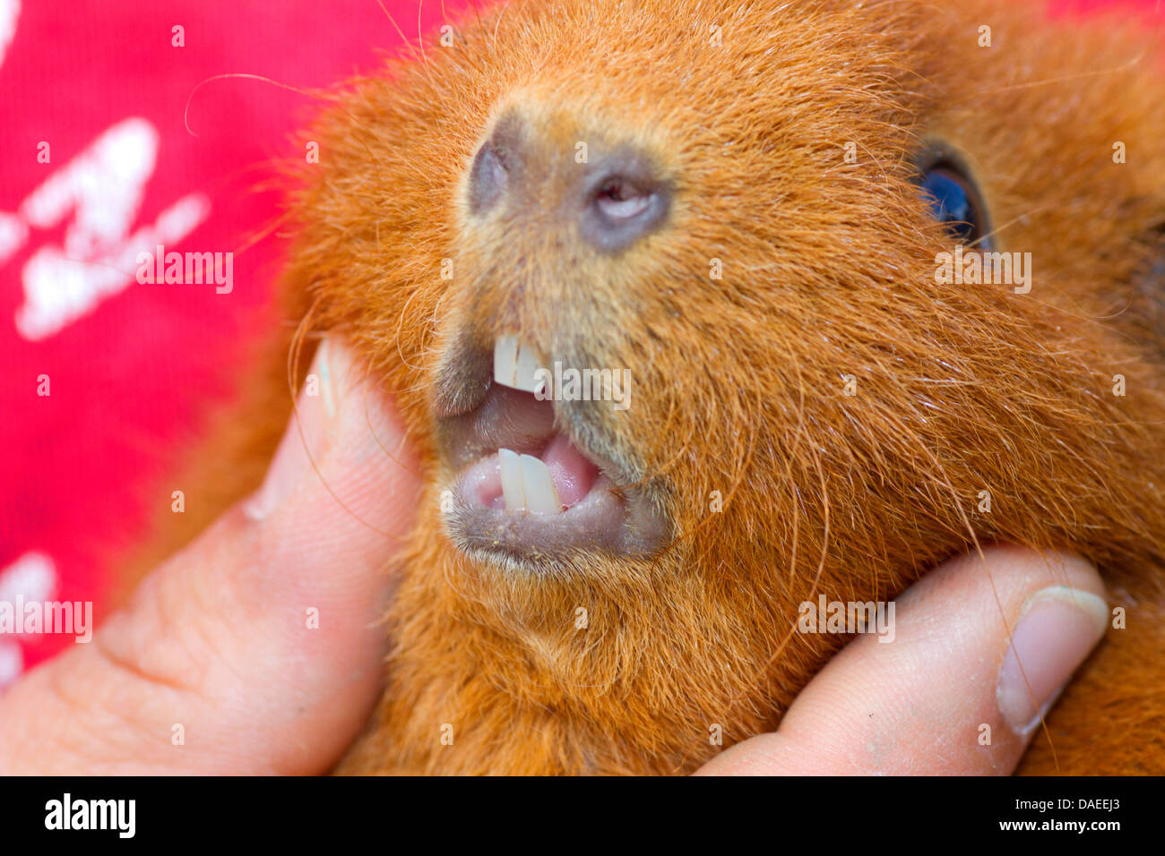 domestic Guinea pig (Cavia aperea f. porcellus), teeth are controlled by a veterinarian Stock Photo