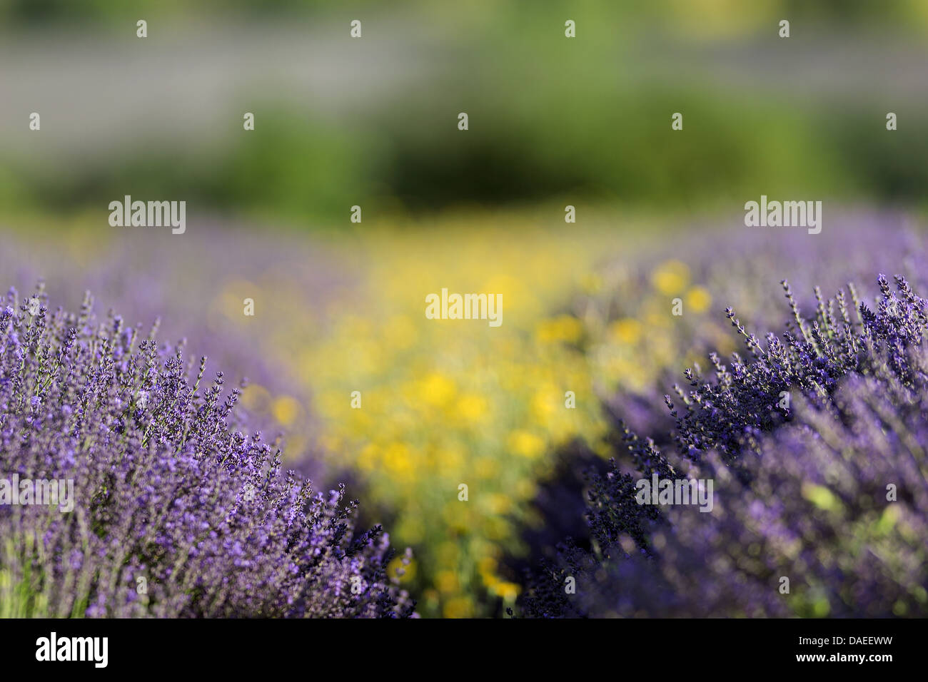 lavender (Lavandula angustifolia), Lavender Field in Summer, France, Provence Stock Photo