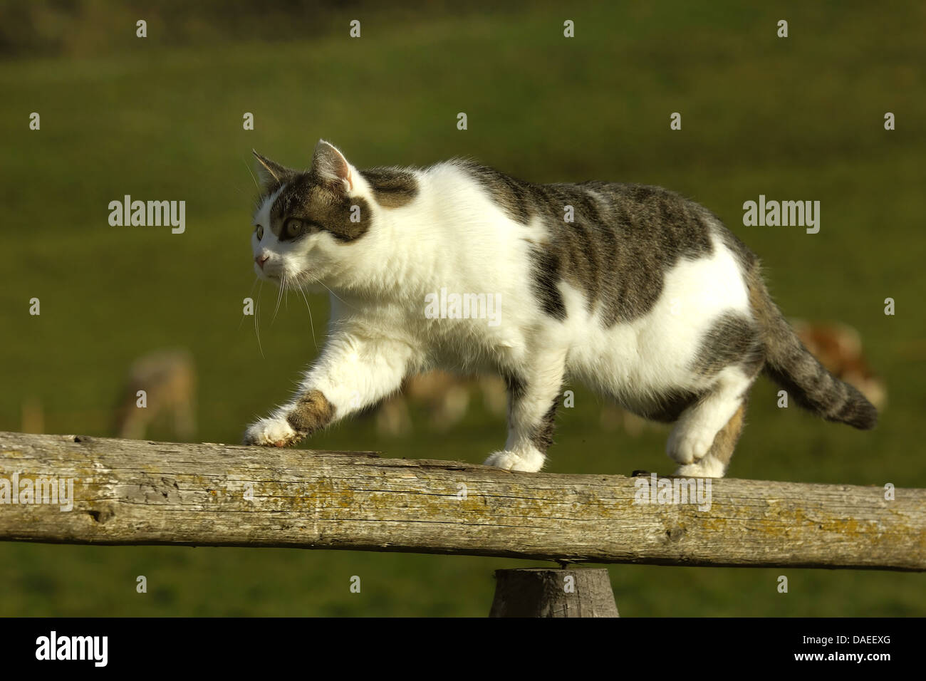 Cat walking on wooden fence hi-res stock photography and images - Alamy