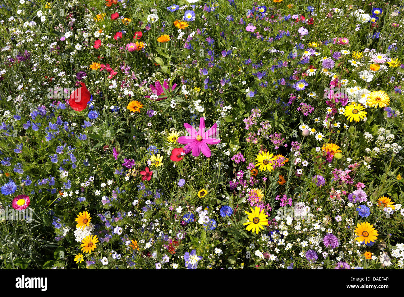 Cornflower Meadow Garden High Resolution Stock Photography and Images