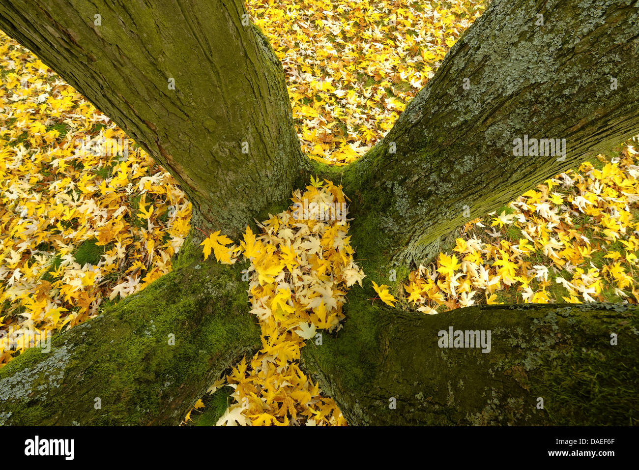 Silver Maple Tree High Resolution Stock Photography And Images Alamy Silver Maple Tree High Resolution Stock Photography And Images Alamy