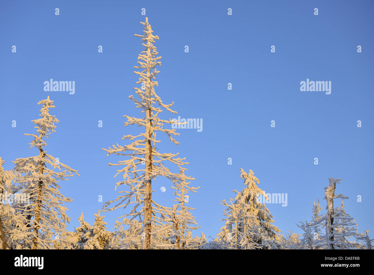 Norway spruce (Picea abies), Snow covered Trees with Moon, Grosser Inselsberg, Germany, Thueringen, Brotterode Stock Photo