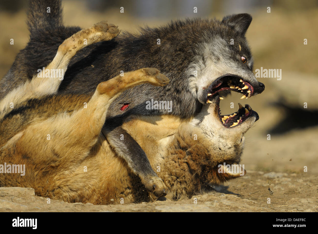 European gray wolf (Canis lupus lupus), Wolves Battle in the Mating Period, Germany Stock Photo