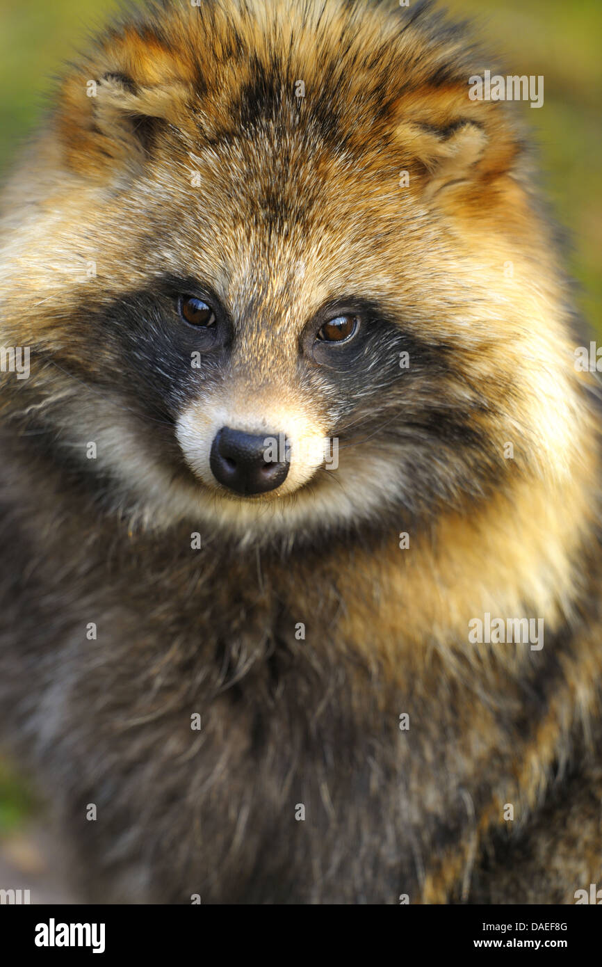 raccoon dog (Nyctereutes procyonoides), portrait, Germany Stock Photo