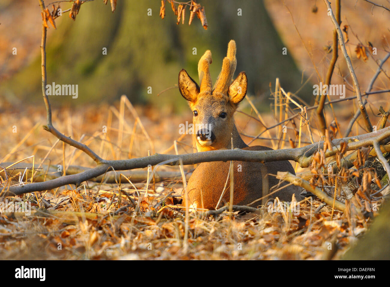 roe deer (Capreolus capreolus), roebuck with winterfur, Germany, Hesse Stock Photo