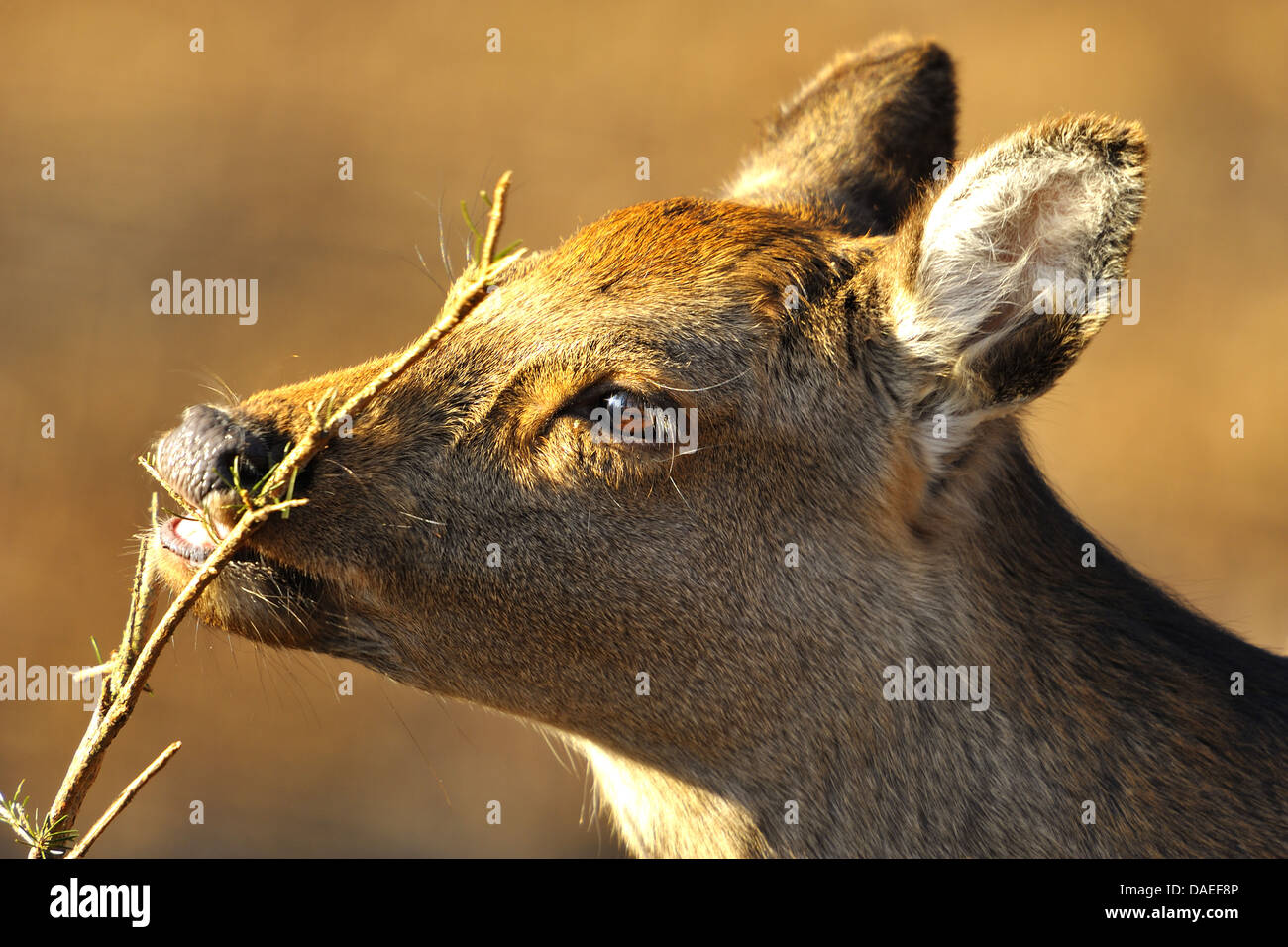 Sika deer, Tame sika deer, Tame deer (Cervus nippon), female, portrait Stock Photo