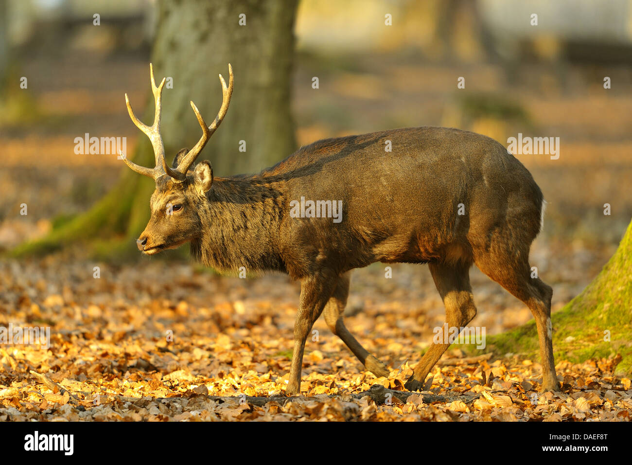 Sika deer, Tame sika deer, Tame deer (Cervus nippon), male in a forest Stock Photo