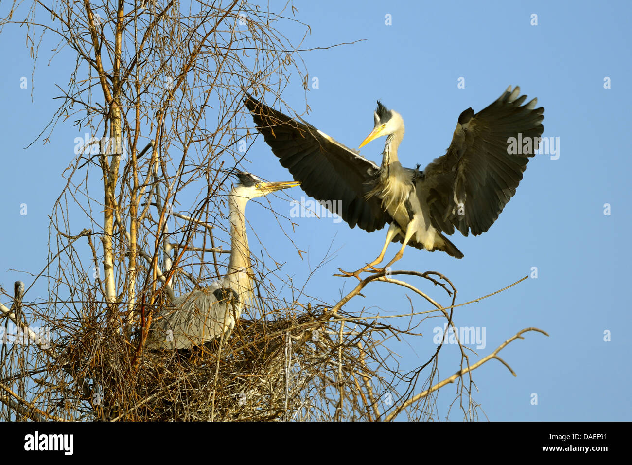 grey heron (Ardea cinerea), pair on the nest, Germany, Bavaria Stock Photo