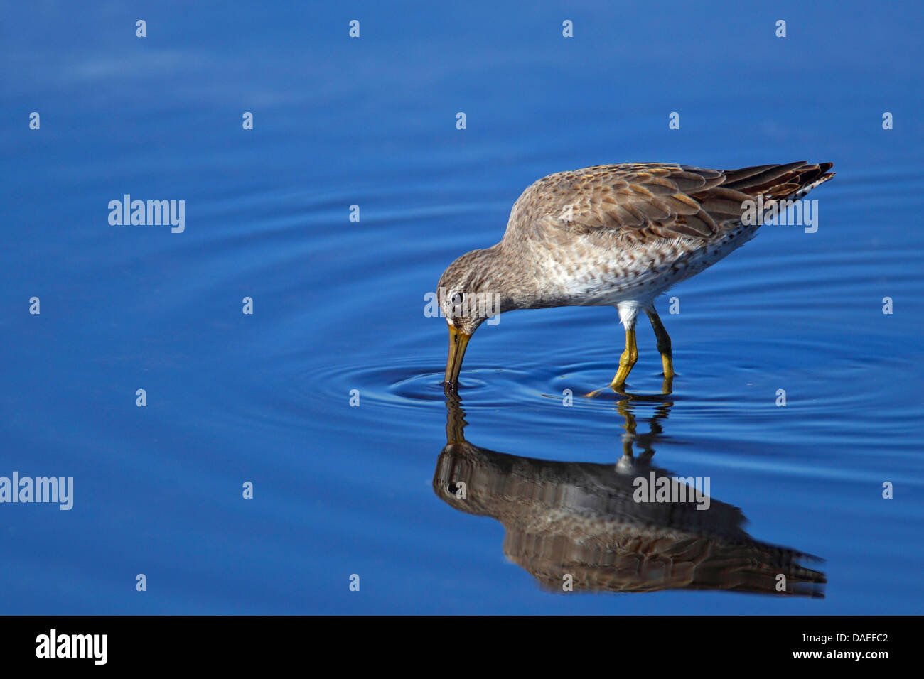 short-billed dowitcher (Limnodromus griseus), looking for food in shallow water, USA, Florida, Merritt Island Stock Photo