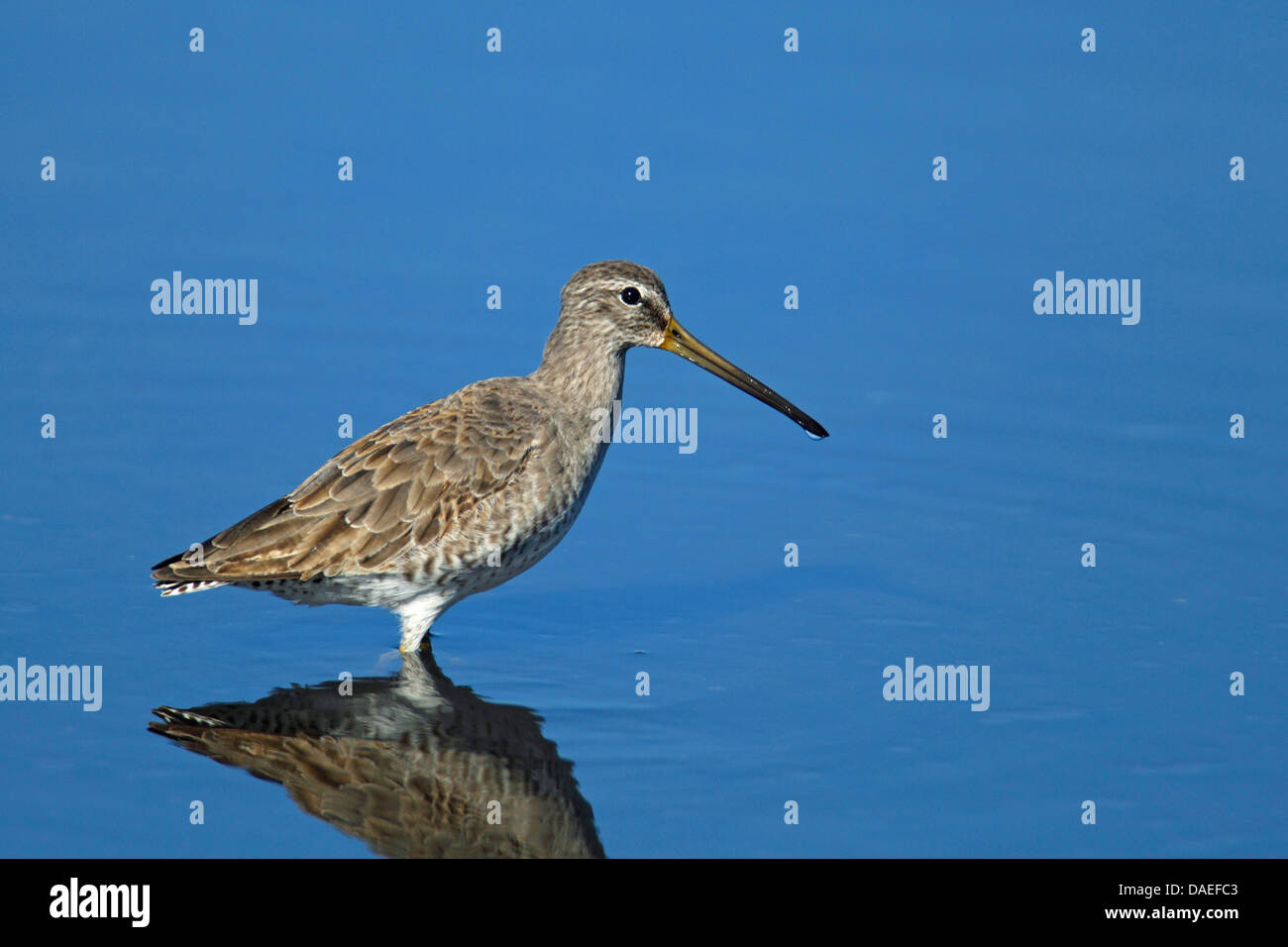 short-billed dowitcher (Limnodromus griseus), standing in shallow water, USA, Florida, Merritt Island Stock Photo