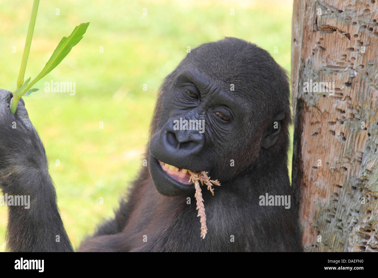 lowland gorilla (Gorilla gorilla gorilla), feeding Stock Photo