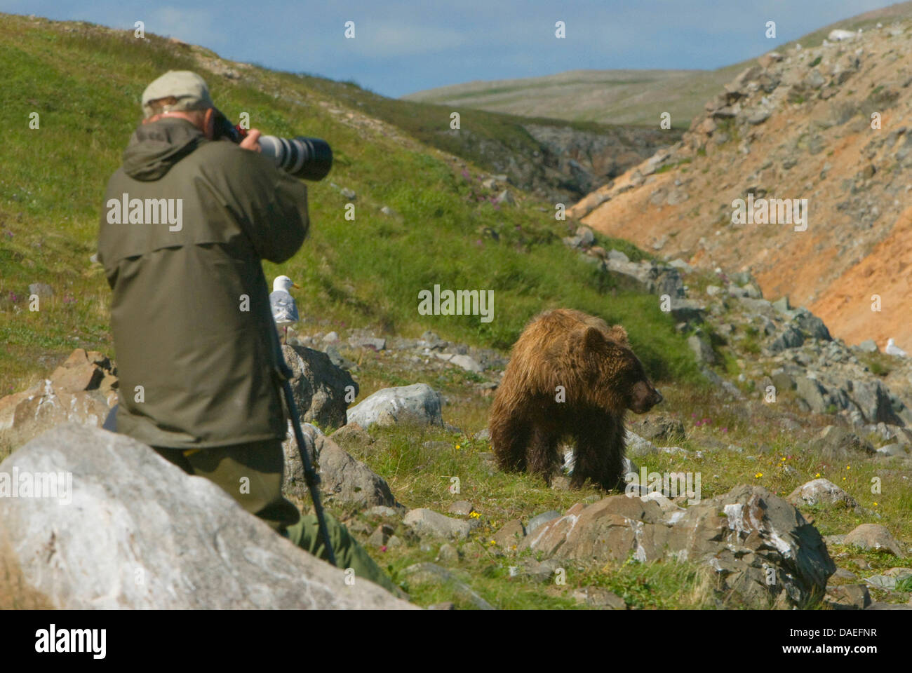 brown bear, grizzly bear, grizzly (Ursus arctos horribilis), Grizzly and photographer, USA, Alaska Stock Photo