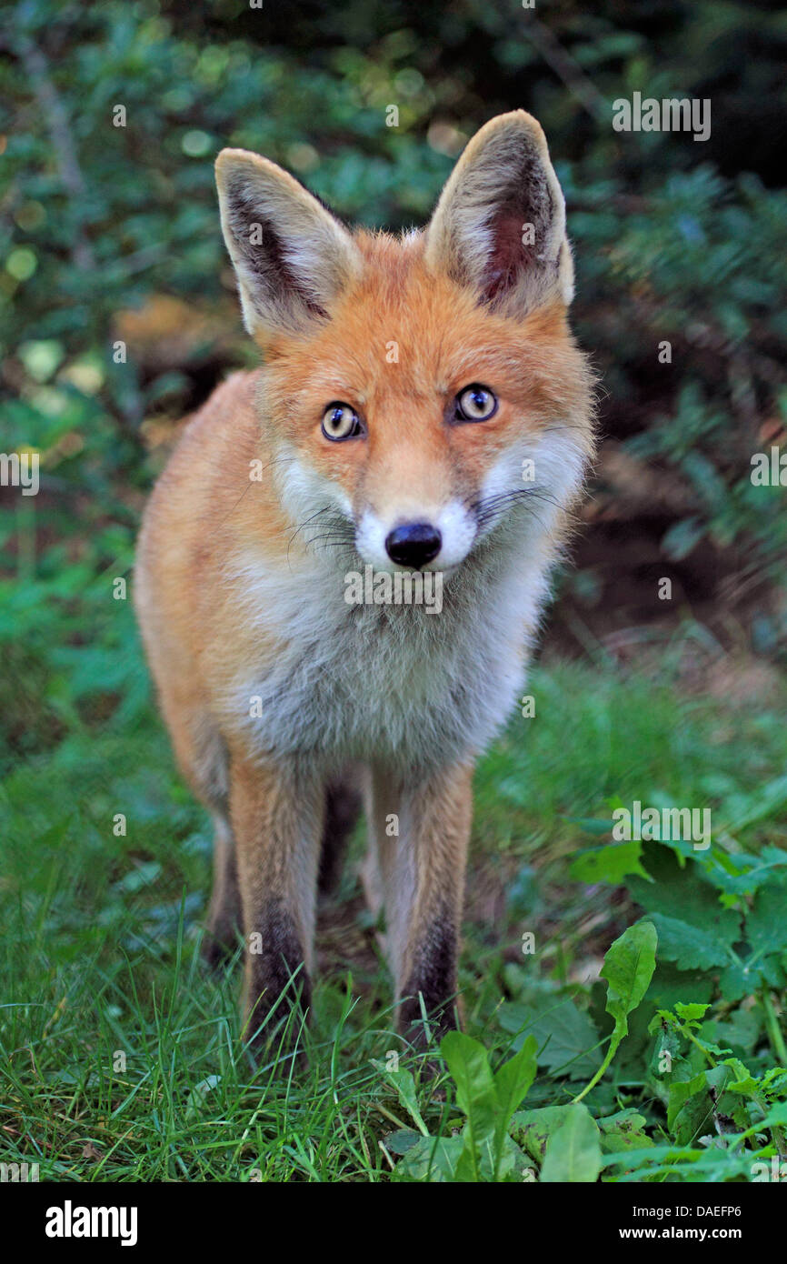 red fox (Vulpes vulpes), fox kit, Germany Stock Photo