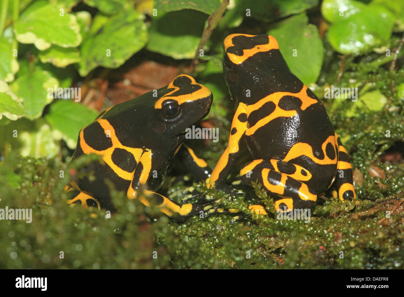 yellow-banded poison dart frog, yellow banded poison frog, bumble bee poison arrow frog (Dendrobates leucomelas), two individuals on the ground Stock Photo